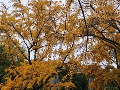 -四川大学(华西校区)