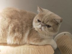 -飞行喵MR PILOT|猫舍·猫咖(静安大融城店)