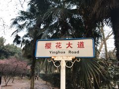 -武汉大学-樱园