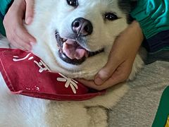 -Husky Go! 哈士奇体验馆·宠物咖啡厅狗咖