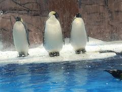 -海合安成都极地海洋公园