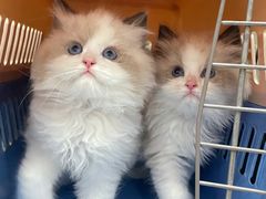 -lincat·猫舍(广州店)