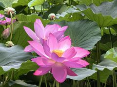 -莲池书院博物馆