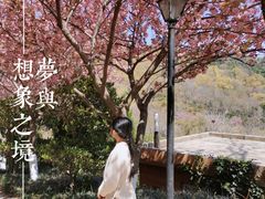 -石老人观光园