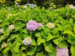 -国家植物园南园