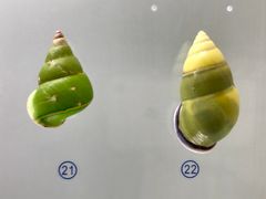 -青岛贝壳博物馆