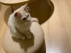-猫腻·猫咖·撸猫馆(星光大道店)