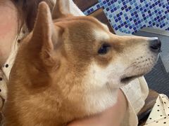 -柴源莊·柴小宠柴犬咖啡