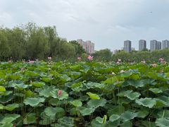-太阳宫公园