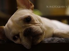 -more than meow吴止猫主题餐厅(承德 中船汇店)