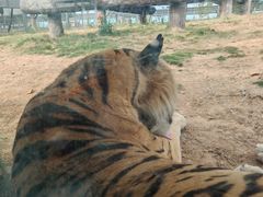 -西霞口神雕山野生动物世界