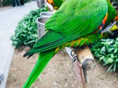 -南宫五洲植物乐园