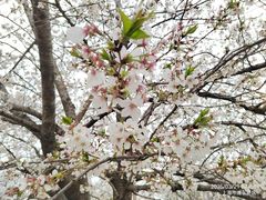 -高东镇樱花园