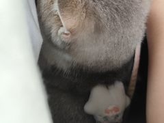 -爱侣·安琦尔宠物医院·中兽医针灸·心内科·狂犬免疫点(宝山区院)