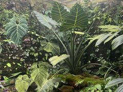 -昆明植物园
