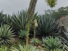 -深圳仙湖植物园