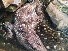 -上海大自然野生昆虫馆(东方明珠·爬宠昆虫探索中心)