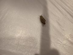 -清花阁乌拉满族火锅(厦门街店)