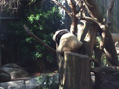 -圣地亚哥动物园