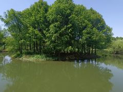 -贡湖湾湿地公园
