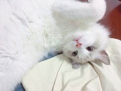 -Bastet sally猫舍购宠(静安店)
