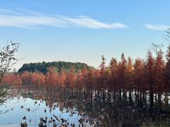 -南湖湿地公园