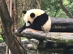 -都江堰中华大熊猫苑