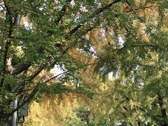 -三里屯东五街银杏大道