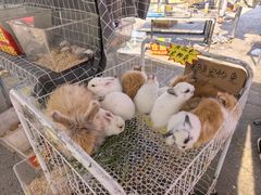 -中环花鸟鱼虫市场