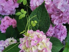 -西湖风景区-江洋畈生态公园