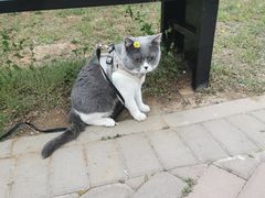 -宠福鑫康馨动物医院·骨科·眼科