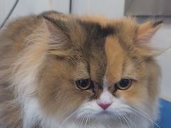 -瑞鹏宠物医院(大运分院)