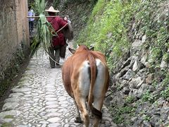 -杨家堂村