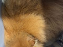 -佳雯宠物医院·皮肤科·内外科(春晓路分院)