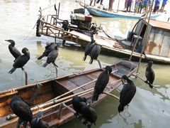 鸬鹚-溱湖国家湿地公园