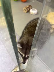 -神奇动物撸宠馆·羊驼·小浣熊·异宠(豫园店)