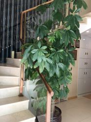 -紫琪尔国际丰胸美胸机构