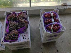 -马陆小张葡萄园农家乐