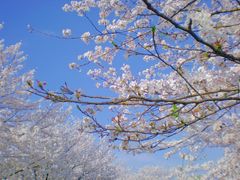 -顾村公园