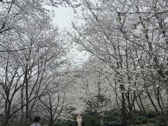 -香雪海