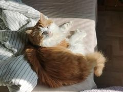 -纳吉亚猫专科动物医院·北北分院