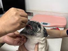 -乐琪宠物医院·犬猫专科·骨外科·急重症