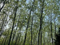 -合肥滨湖国家森林公园