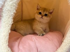 -momokira米努特·德文卷毛猫·棉花面纱犬