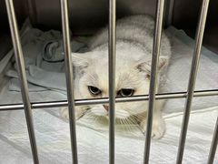 -瑞鹏宠物医院·宠保定点·心脏科·内科(御桥分院)