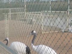 -盐城丹顶鹤湿地生态旅游区