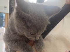 -瑞派长江宠物医院·猫科·外科·24小时夜护(谊城公寓分院)