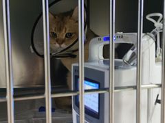 -美联众合动物医院·24h转诊中心