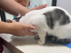 -瑞鹏瑞爱宠物医院·全科·猫科·血液透析中心(龙头寺店)