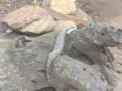 -费瑟代尔野生动物园